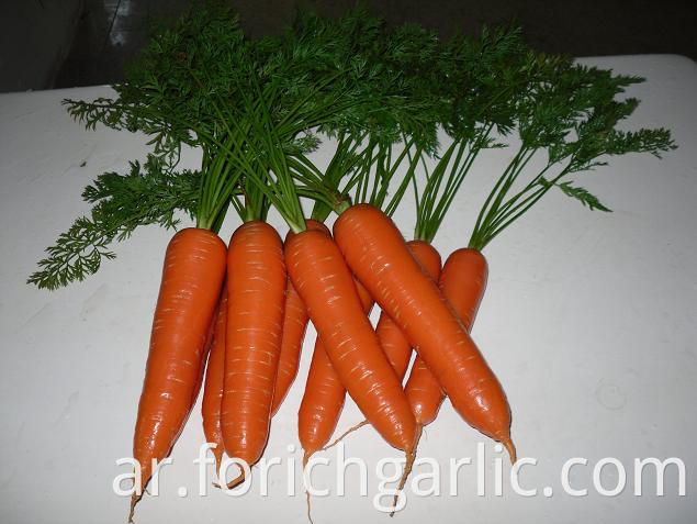 Fresh Carrot